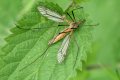 Tipule ,notre cousin